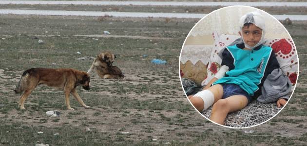 is_mail1903's tweet image. Hiç bir hayvanın hayatı bir çocuğun bir insanın hayatındam daha değerli olamaz.Burda boş boş konuşmayın sokaklar başı boş köpeklerle dolu.sahiplenin ozamam hem sizin istediğiniz olsun hem bizim.
#KoepekleriToplayın
#KoepekleriUyutun
#katilköpekler
#Katil5199
#KöpekKanunuHemen