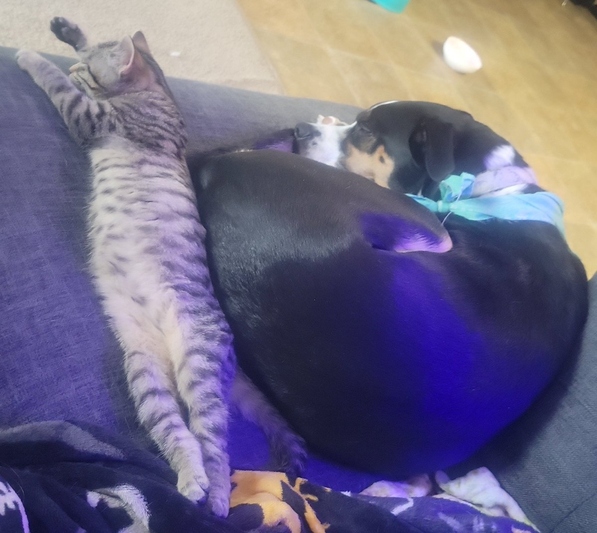 My heart when I see these 2 get along so well.😍 #bestfriends