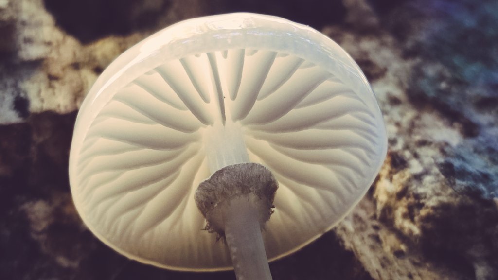 CirmFungi's tweet photo. The #Mycoweek ends ! Outings on the field, lot of fungi, meetings, sharings... Many thanks to all the participants, @CirmFungi and @BBF_lab members, @DrHyfe @IngerSkrede @MauriceSundy @oleoinnov @Mycotopia Mycea, ENIS Tunisia, Myctechs and the Mycological Society of Provence https://t.co/5XYrOMdLoN