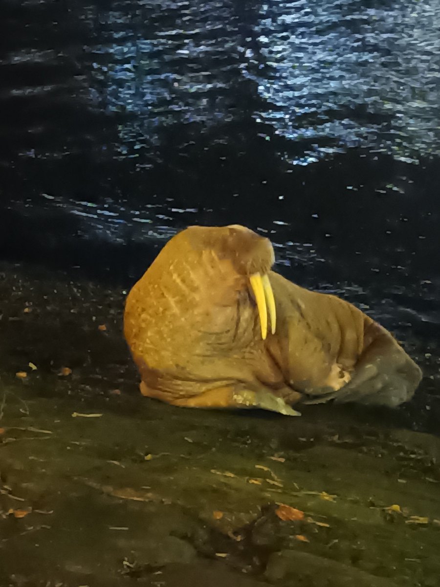 Prefet76's tweet photo. Un morse a été observé ce soir dans le port de @dieppefr 

Les équipes @OFBiodiversite et #PELAGIS ne relèvent pas d'alerte concernant sa santé.

⚠️Mise en place d'un périmètre de sécurité à strictement respecter➡️les morses sont craintifs mais demeurent des animaux sauvages https://t.co/cpUGl7PskT