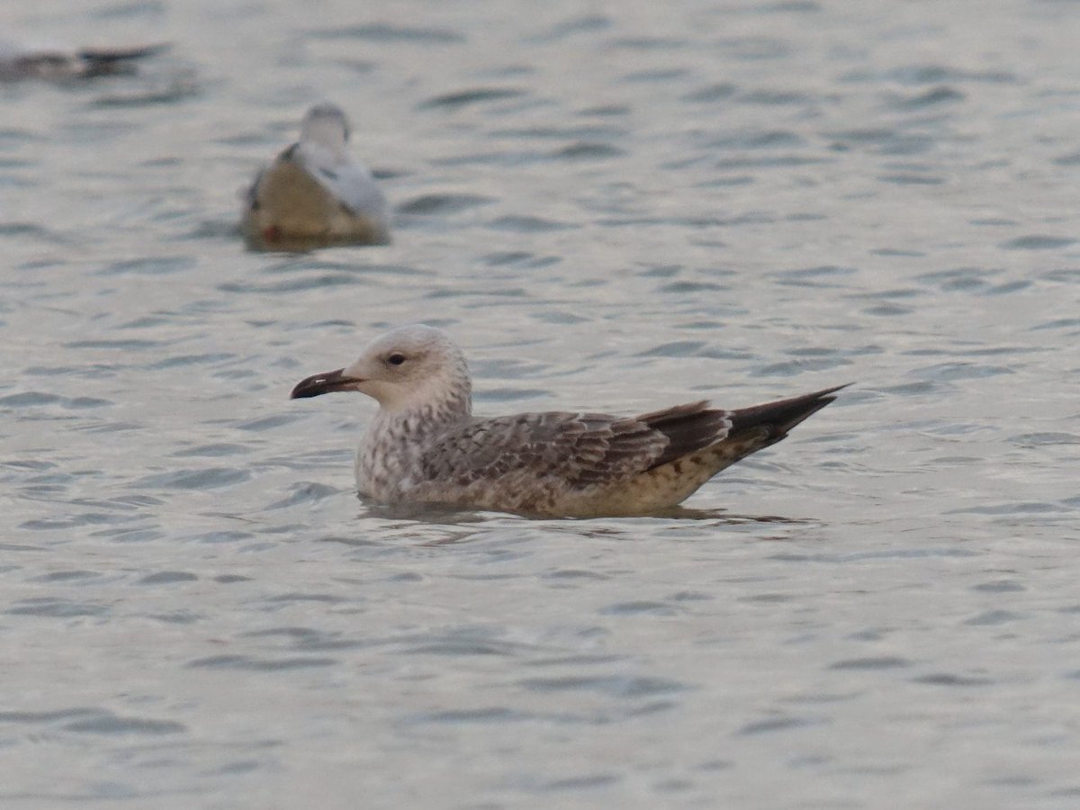 Caspians today, 2 first winters Warren St and Effingham St (one with a Dutch colour ring), and also 2 1w in the Orgreave. pre-roost.