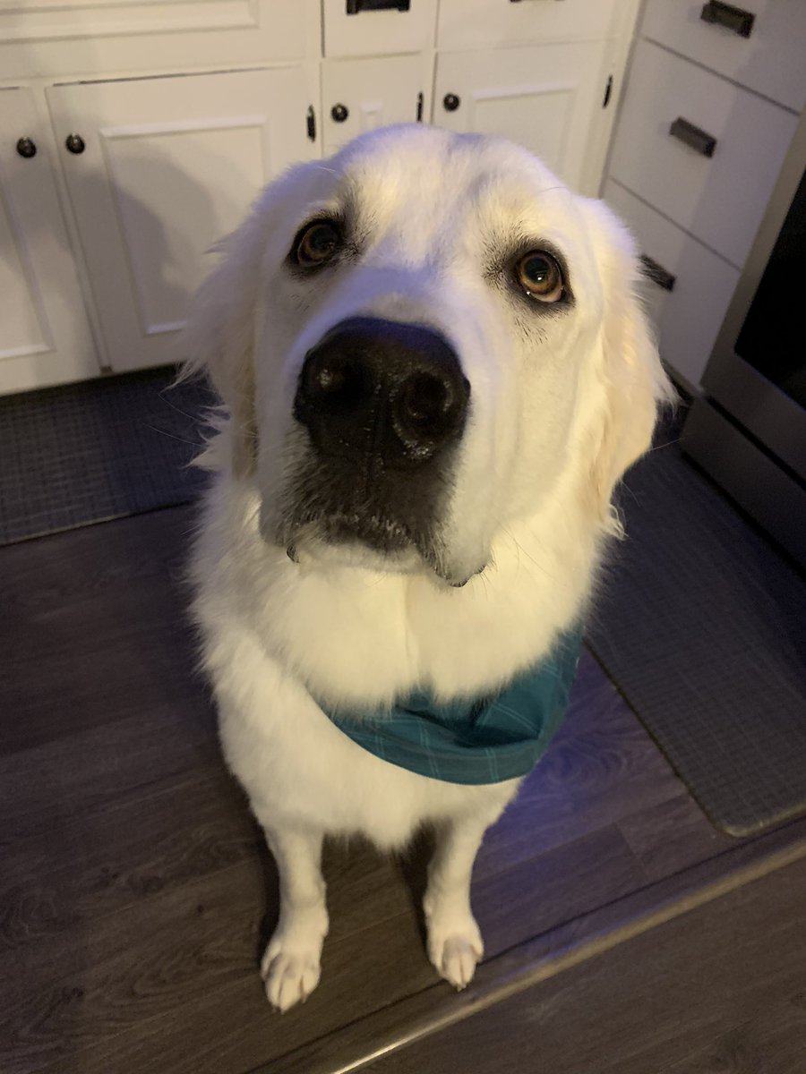 byelacey's tweet image. someone got a bath today 🛁🫧