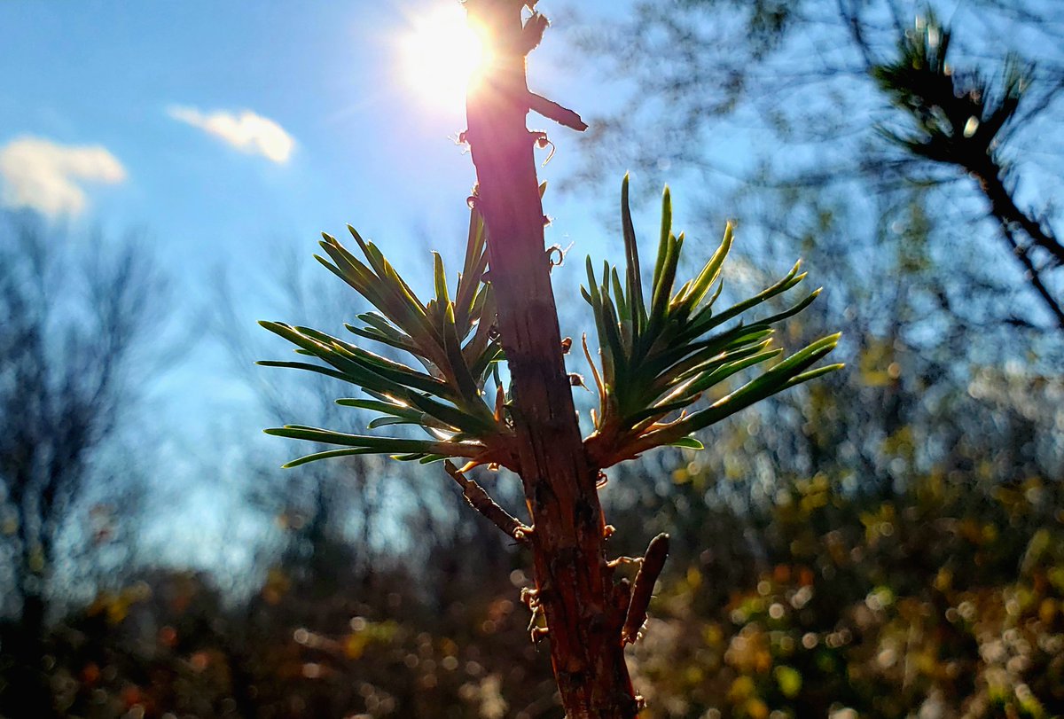 AcyRunway13's tweet photo. Give yourself space to grow, even when no one is watching ☀️🌱
#nature #growth #FridayVibes
#InYourTime #patience https://t.co/u3tjpD8gWp