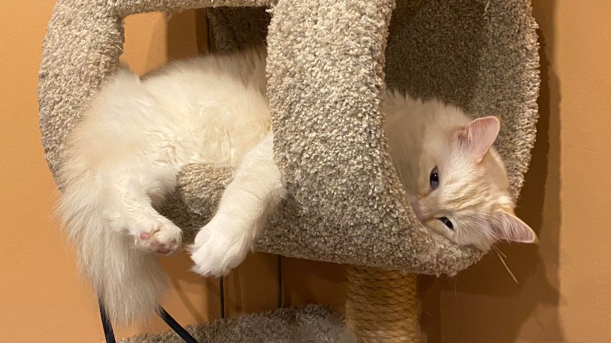 Fuzzicle's tweet image. It's a trap.