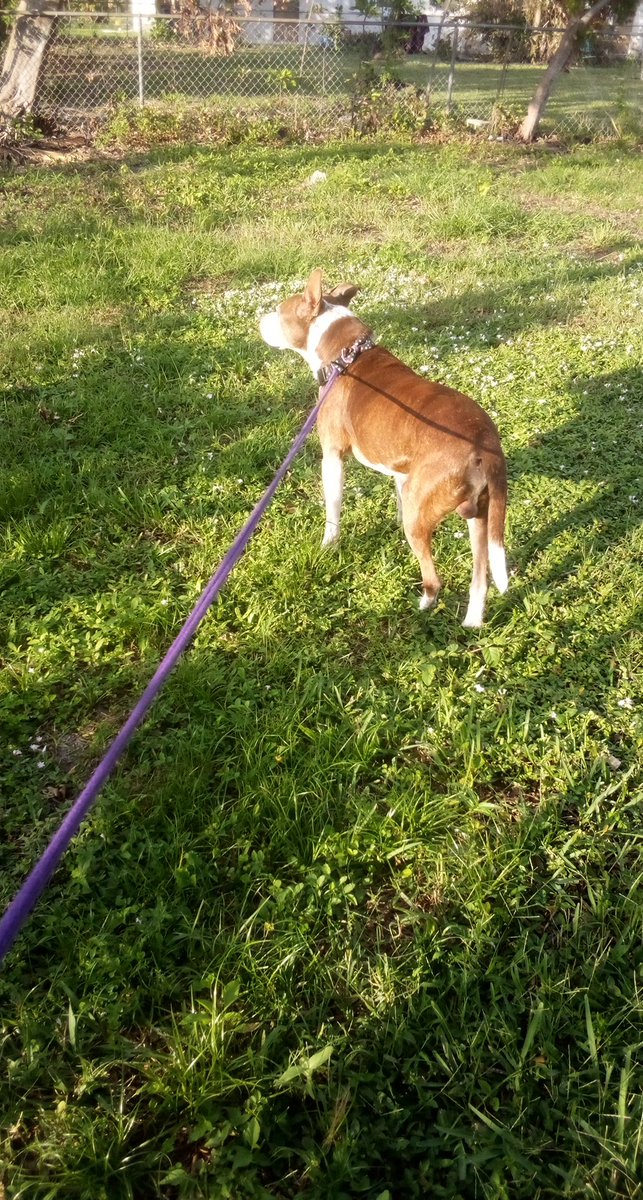 lilmolag's tweet photo. I lost Kahluas leash but I still have my bondage ropes 👀😂 https://t.co/RA06z00jWM