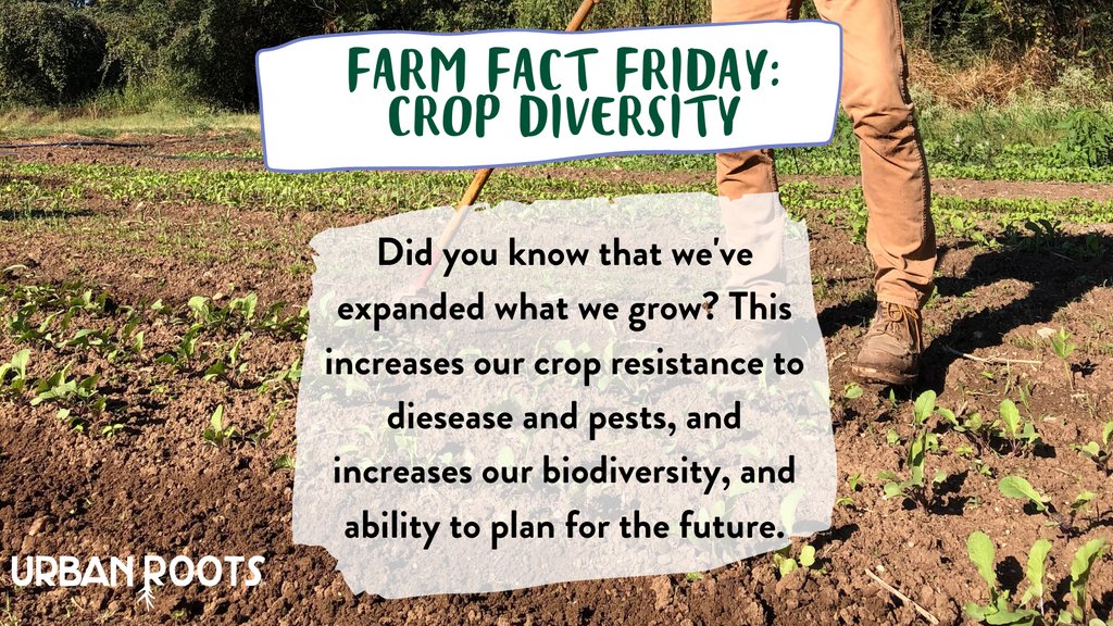 This #URFarmFactFriday is all things variety: did you know that we’re growing 56 varieties of 27 crops this autumn season? Our farm team has been hard at work expanding the types of crops we grow!