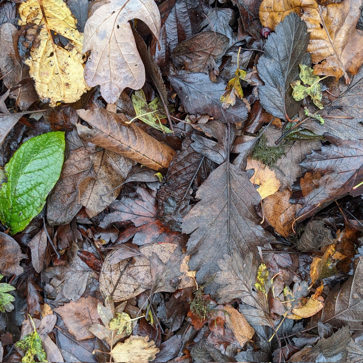 After all the rain it was floody and muddy at #MardenQuarry today but just look at the fungi 😯 🍂🌧️ #WhitleyBay #Cullercoats