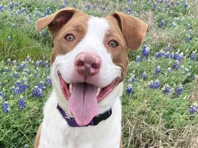 #PetsOfTheWeek 🐶Carob finds himself looking for a new home after his previous family moved. He's a friendly guy, does well with other dogs &amp; played well with the child in his former home. He's reported to be house trained, loves toys &amp; his favorite thing is to be by your side.