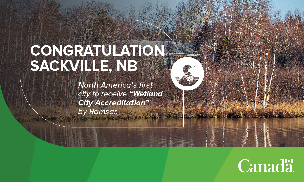 environmentca's tweet photo. The Canadian Wildlife Service’s Sackville office congratulates the @SackvilleTownNB on their @RamsarConv Wetland City accreditation. 

Find out how the town is celebrating on November 19: https://t.co/OHv0A0fKdB https://t.co/l9VozFy8VL