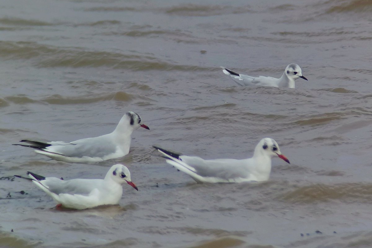 One of yesterday's little beauties. Such gorgeous gulls #humberbirds #lovegulls #littlegull