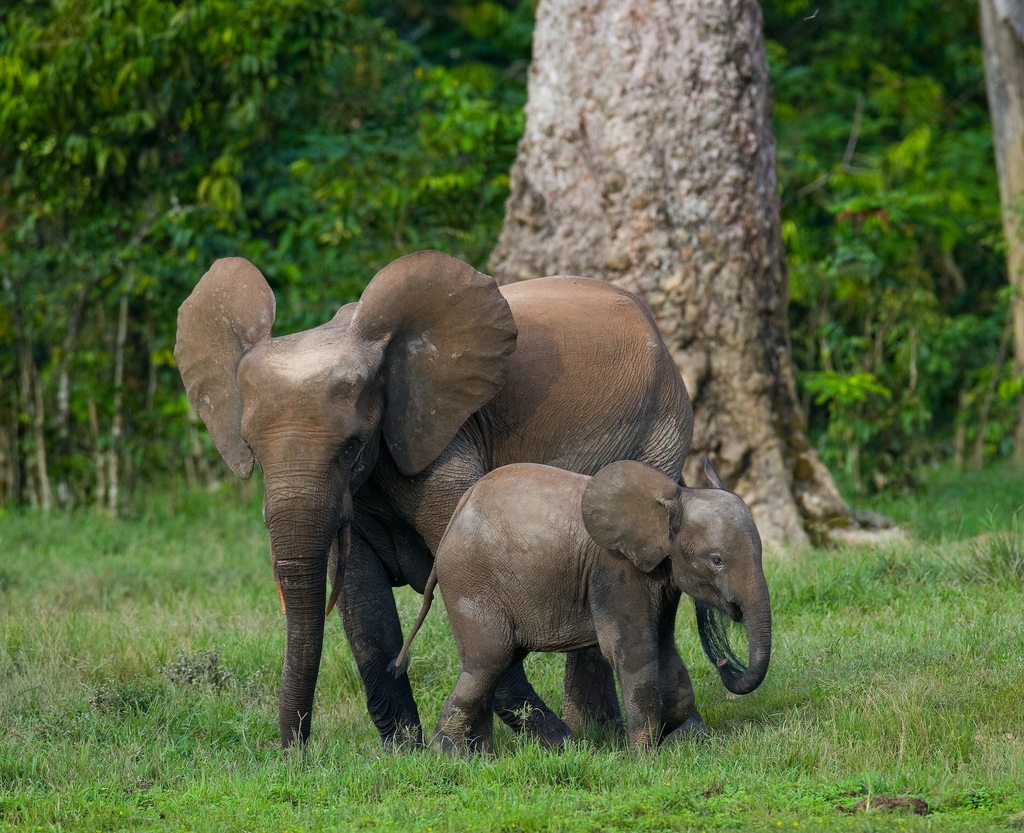 High on nature – Gabon’s forest elephants are particularly fond of iboga, a shrub known for its strong hallucinogenic properties. 🐘