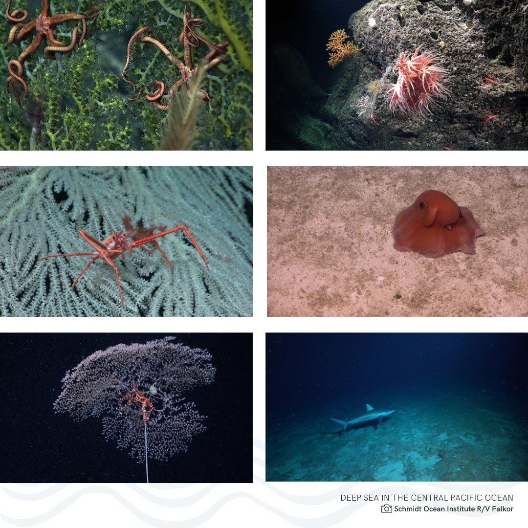 The deep-sea around #PacificRemoteIslands is home to:
🪸rare and slow-growing corals and sponges
🌟invertebrates such as sea stars
 🪱pyrosomes
🦀crustaceans
🦑cephalopods
🦈deep-dwelling sharks and fishes
Learn more about why we need to #protectPRI at protectpri.com.