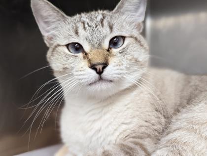 Today we are #thankful for donations to #JanesFund, so that we can help sweet kitties like Pig get the surgery or care they need. 

If you'd like to help us continue to do that, consider donating to Jane's Fund, our medical fund. Go to wilcopets.org to help!