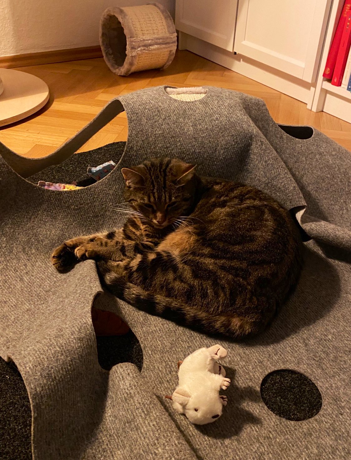 Die_Klimt_Katzen on Twitter "„Da liegt ein toter Hamster in meinem Bett! 🥺😖🤢 Bitte nehmt meiner