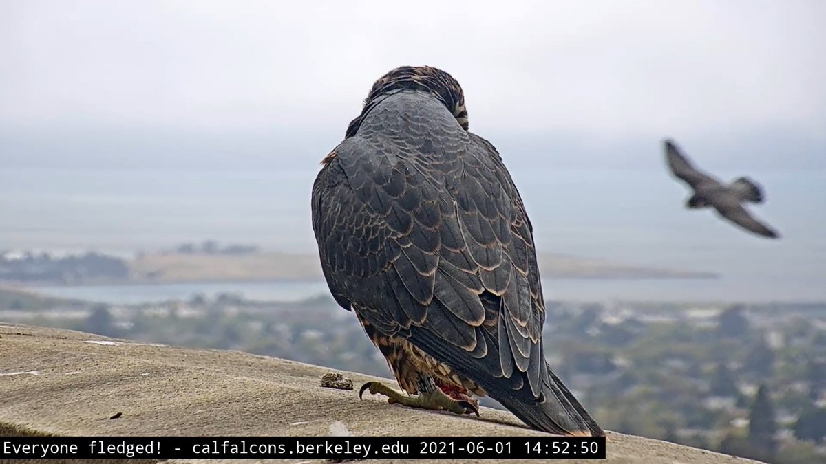 If this is farewell for Twitter...

We cannot fully express our appreciation for the community that has coalesced around these falcons. This community has been such a source of joy and positivity for all.

As for us? You'll always be able to find us at calfalcons.berkeley.edu