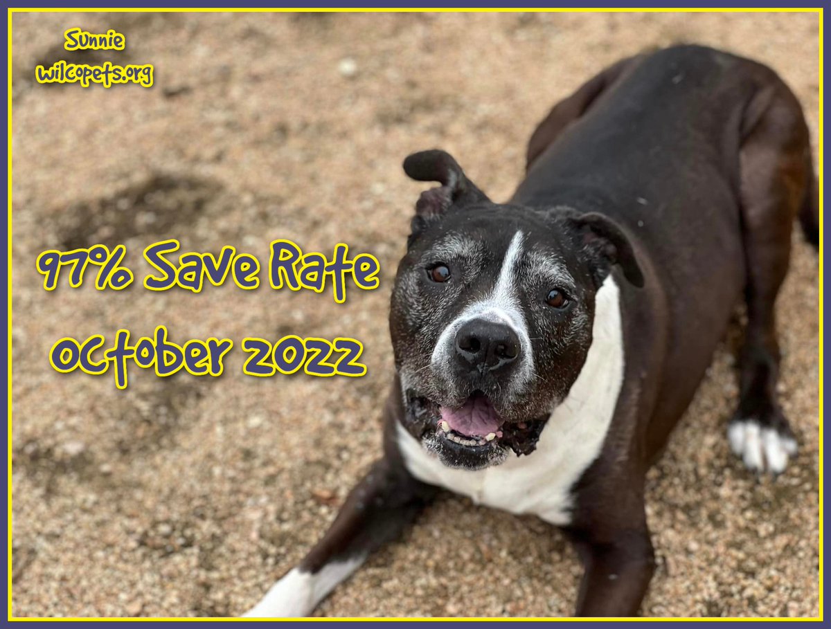 We are also #thankful to all of you for helping us achieve a 97% #SaveRate. We've been over capacity for months now, and it is because of the adopters, the fosters, the rescues, the volunteers, the donors, and the staff that we have been able to maintain our life-saving mission.