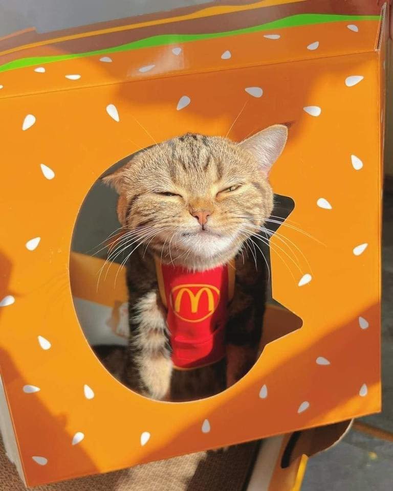 cats with jobs 🛠 tweet media