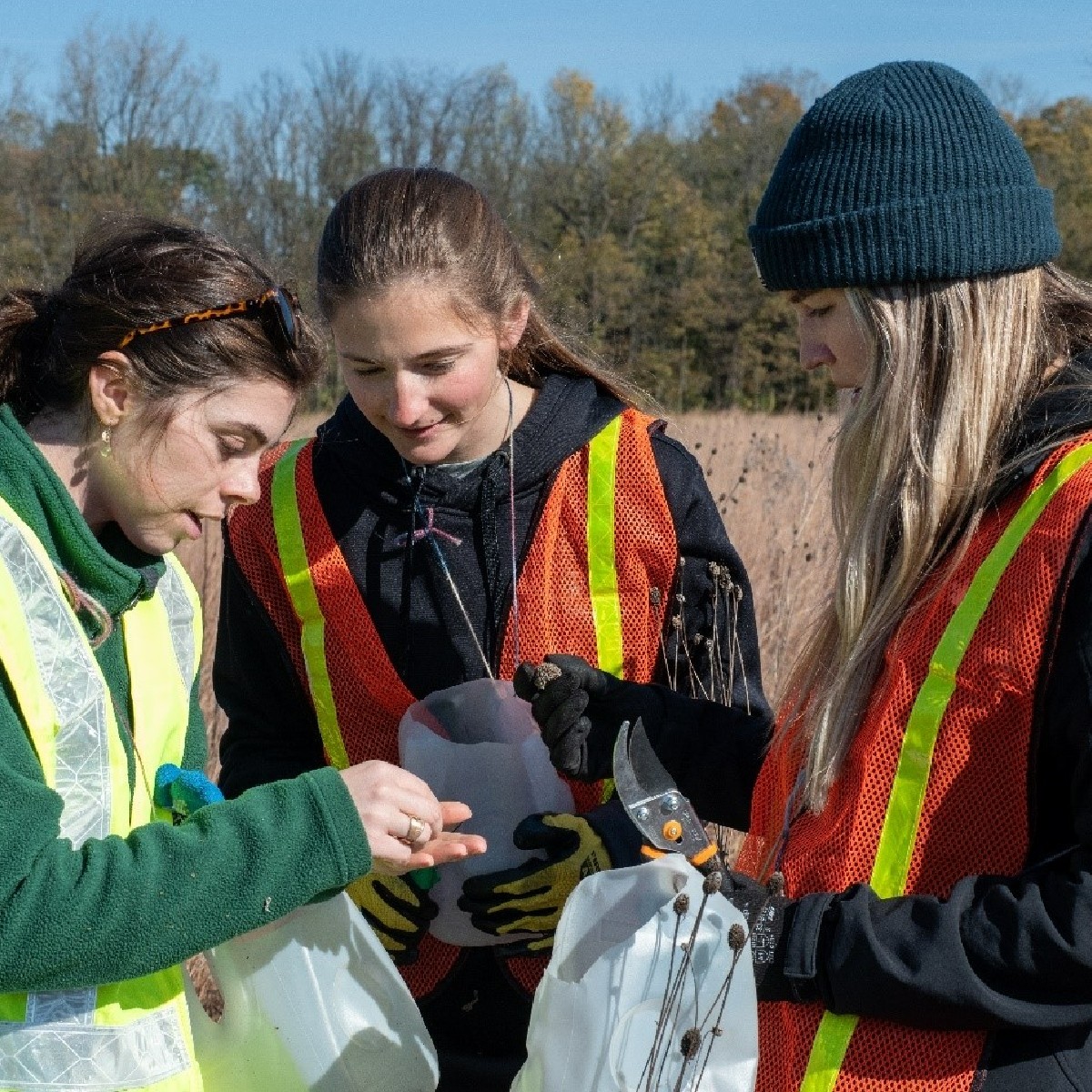 MiStateParks's tweet image. Ever wondered how the DNR handles conservation of native plant species? By using native seeds from our seed banks! 
To learn more about the process of collecting, cleaning and replanting seeds, visit fal.cn/3tJAM.

#MiDNR #MiStateParks #Stewarship #GoParks #GoParks