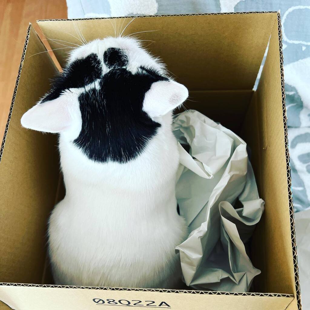 heikuro's tweet photo. 出荷待ち
#ねこのきもち  #ねこすたぐらむ #猫のいる暮らし https://t.co/22gOYBvJ2a https://t.co/lLlcelh14O