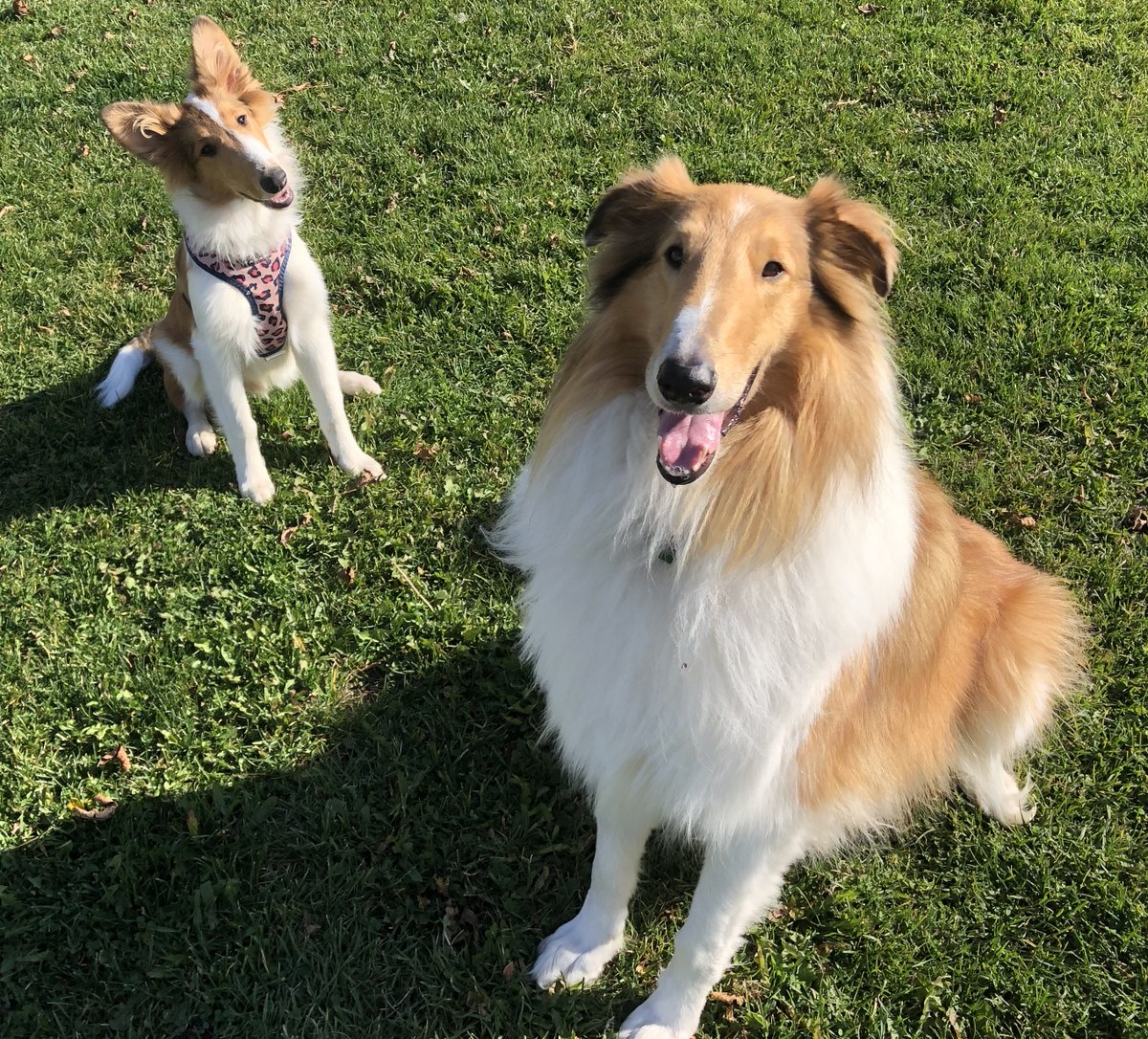 Natural Science dogs and their people:  Sampson cannot wait to start his office hours again with Dr. Emily Grausgruber, our fisheries biologist.   Sophie has not been to campus yet but we hope to see her here with Emily soon too! 
<a href="/EmilyG_Fish_Dr/">Emily</a>  
@adklifemag