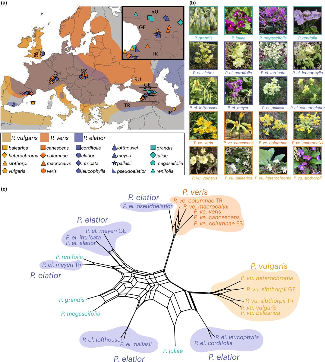 New Phytologist (@newphyt) on Twitter photo Whole-genome analyses disentangle reticulate evolution of primroses in a biodiversity hotspot
<a href="/spytheodor/">Spyros Theodoridis</a> @emilianomc <a href="/jackpotente/">Giacomo Potente</a> <a href="/YousefiNarcis/">Narcis Yousefi</a>
📖 ow.ly/qwkO50LHcz7 Whole-genome analyses disentangle reticulate evolution of primroses in a biodiversity hotspot
<a href="/spytheodor/">Spyros Theodoridis</a> @emilianomc <a href="/jackpotente/">Giacomo Potente</a> <a href="/YousefiNarcis/">Narcis Yousefi</a>
📖 ow.ly/qwkO50LHcz7