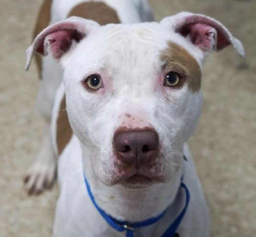 MyBoxerLuvMac1's tweet photo. 💔Penny💔
#NYCACC #157488 4y
▪️To Be Killed: 11/19💉
▪️Priority MD
▪️Pneumonia
▪️$1000 Stipend
Sweet girl abandoned on streets, v underweight. Arrived stray, voraciously hungry. Stellar lev 1, warms quickly +gr8 on leash. Needs loving, N.East #Adopter/#Foster 4 MD Tx. #pledge
💞P https://t.co/wc2WYhYSHx