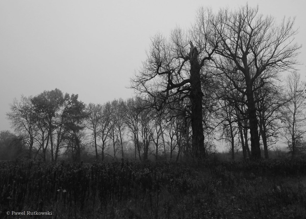 Czekając na śnieg / Waiting for the white of snow. Udanej soboty! :-) #LandscapeforSaturday #naturephotography #landscapephotography #blackandwhitephotography #Monochrome #noiretblancphotography #mist #foggy #trees #dusk #ThePhotoHour #StormHour #StormHourThemes