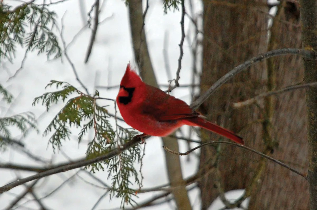 Did you know that bird watching is the all-time number one activity in North America? 

Find out more: rvlifemag.com/wings-at-our-w…  

#bird #birdwatching