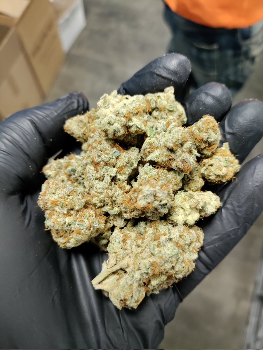TriixxR4KiiDz's tweet photo. Stop playing with Oklahoma π€π₯
California Raisins
Grown by Mowdy Farms
At @TreesCannabisOK
π΄π΄π΄
#treesok #treescannabisco #420 #420daily #oklahomagrown #nugshot #oklahomacannabis #californiaraisins #okmmj #oklahomacannabis #terpgang
#WeedLovers #cannabis https://t.co/HPyHs1AJ6T