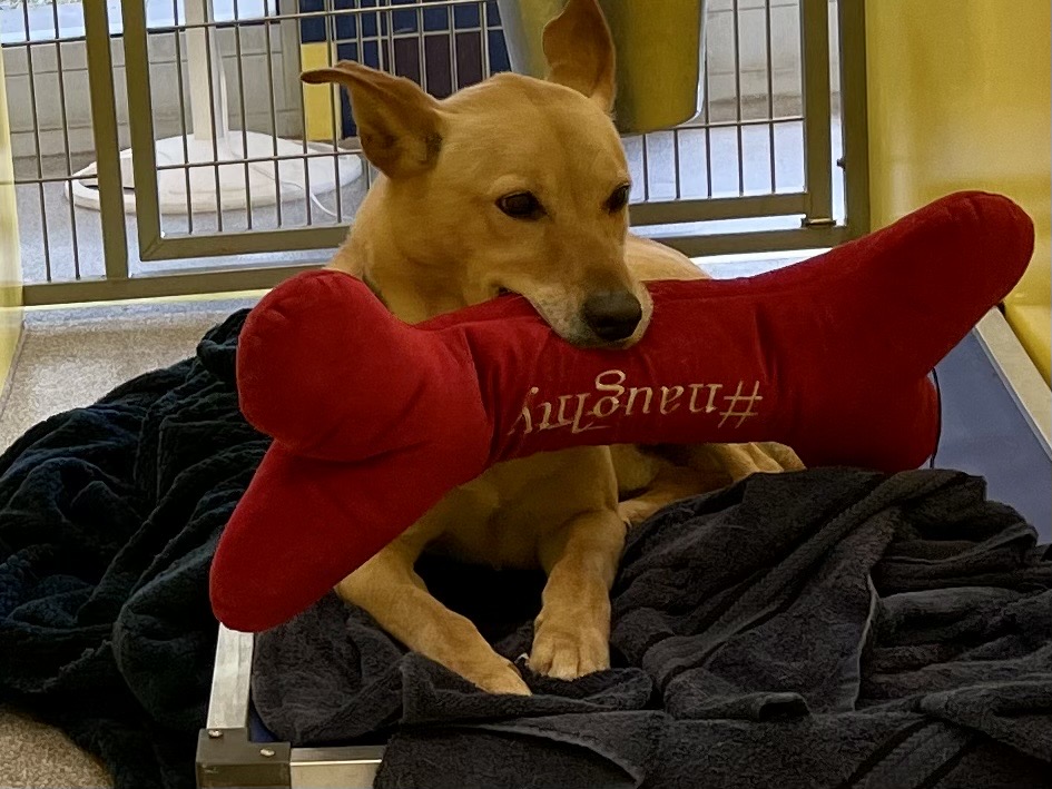 #PetsOfTheWeek 🐶 Jarobi has stolen our
hearts ❤, and we think he’ll steal yours, too. Clearly
he’s adorable &amp; goofy &amp; generous. He offers up his favorite squishy toy when you visit his kennel. What more could you want? How about FREE? An #AdoptionAngel 😇paid his fee for you.