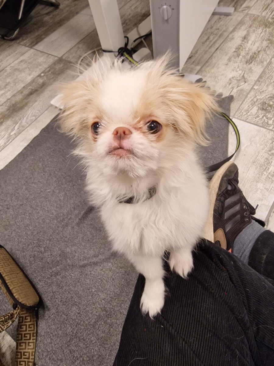 MatildaIngman's tweet photo. Jag var säker på att jag lagt upp dessa så att @SigneKrantz kunde se min nya kontorskamray på jobbet, men jag kanske glömde. https://t.co/6jLBYLwiuG