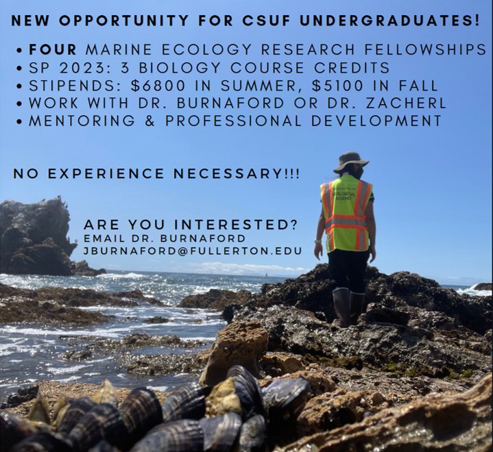 Calling *CSUF* Undergrads!!! Check out this rad opportunity to work in Marine Ecology with either Dr. Burnaford or Dr. Zacherl! Email Dr. B for more info!! 🐚🌊🦪 #Marineecology #STEM #Inverts #SeaGrant #CSUF #SACNAS