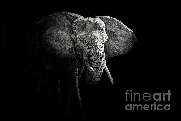 erbephoto's tweet photo. New artwork for sale! - "Elephant Portrait #1" - https://t.co/M9YdAJZ26g @fineartamerica https://t.co/wPO25yFzec