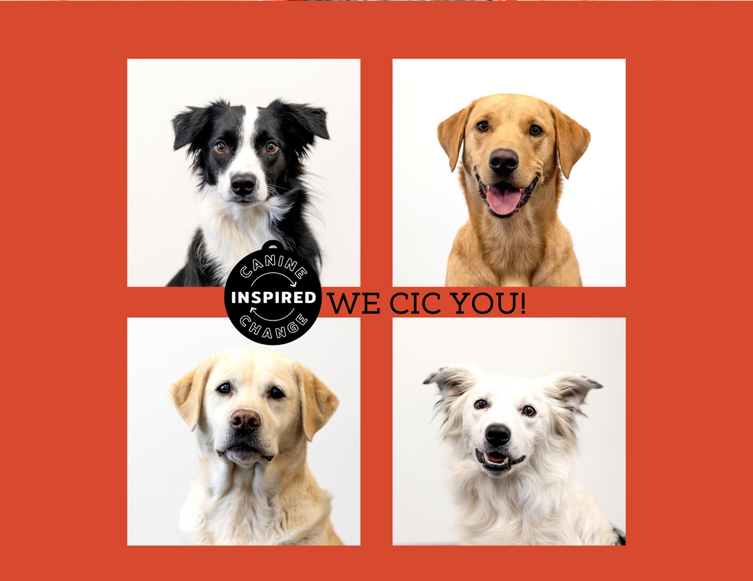 Thanks to all who donated for #gtmd22, together we've raised $14,000! 🧡 We have until the end of the November to continue to reach our $23,000 goal! If you can help please consider donating 🐾 link in our bio.
Thanks friends, YOU MATTER