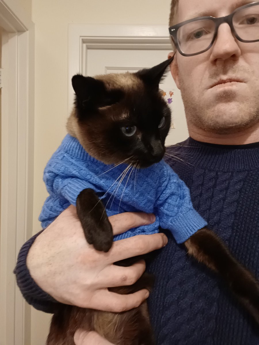 scotmaupin's tweet photo. Good things happening over here. #catsinsweaters https://t.co/S5ByFA3GcC