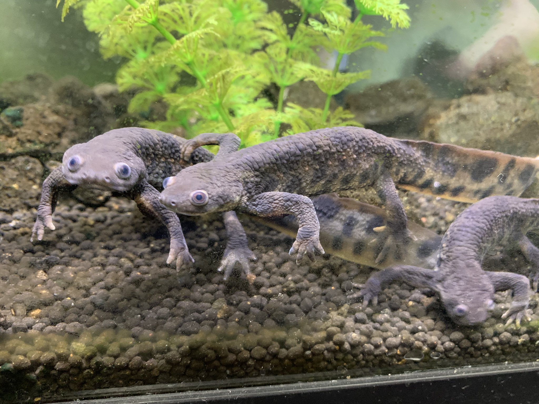 カメノハシ Turtlebridgech Twitter