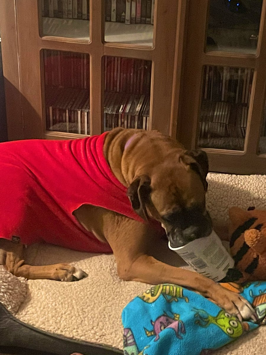 It’s a Friday night and someone is so happy! Yogurt pot and comfy bed @TheDiane0905 I’ll take her over a pet donkey, she’s definitely fuzzy and sweet #dogsoftwitter #bansheesmovie #queenaahana #boxerdog