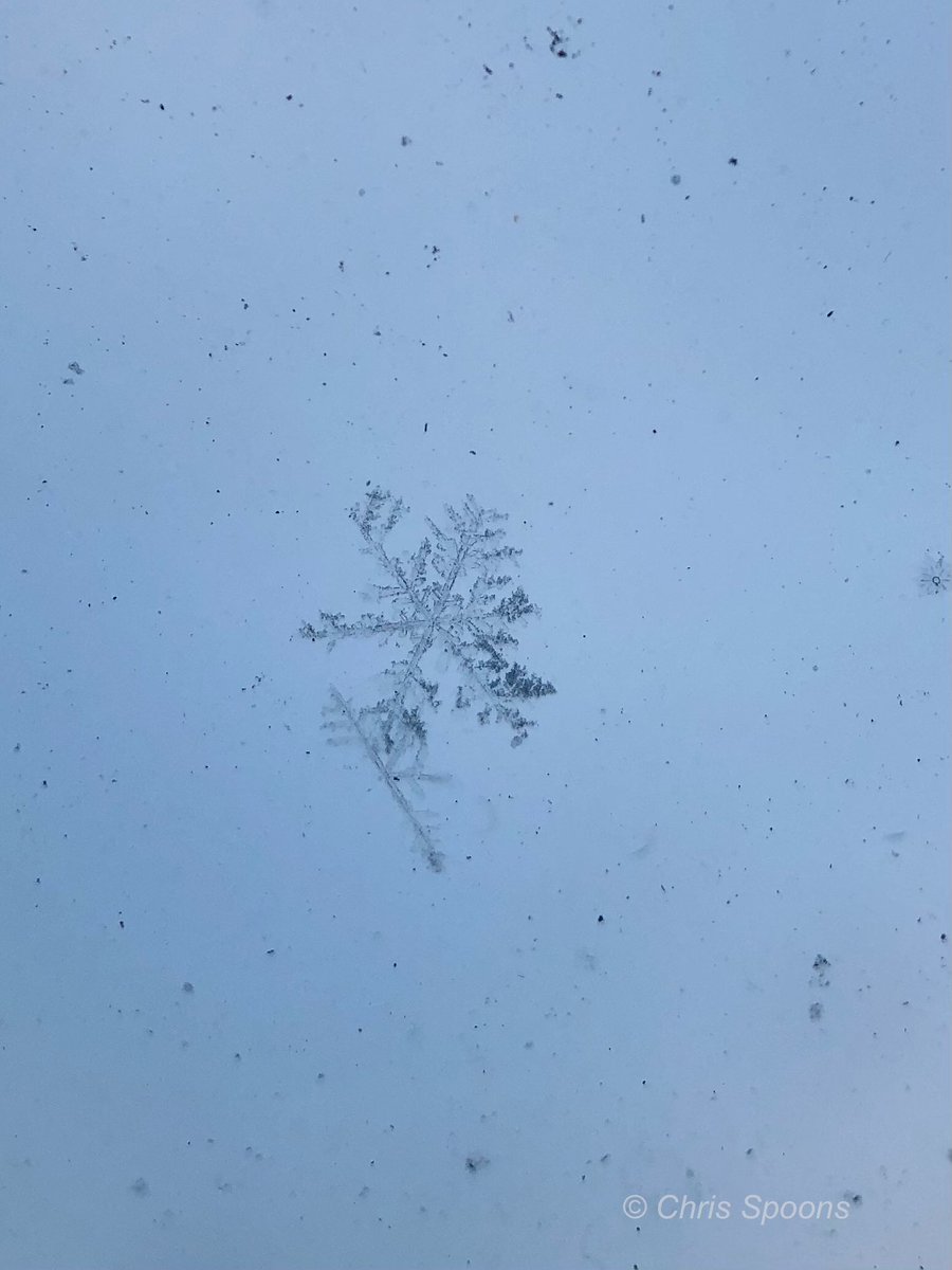 Of all the snowflakes that fell today, this was one of them! ❄️

#snowflake #ilwx #NaturePhotography #TwitterNatureCommunity #MacroPhotography #ThePhotoHour <a href="/MacroHour/">#MacroHour 🌿</a> <a href="/EarthandClouds/">Earth and Clouds</a> <a href="/EarthandClouds2/">Earth and Clouds II</a> @LensAreLive