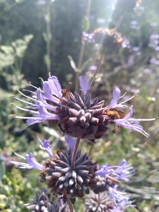 Nov/Dec 2022 Master Gardener Newsletter - mailchi.mp/ucanr/aprilmay…