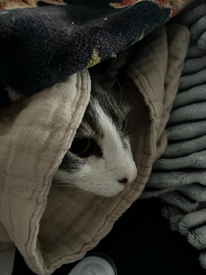 Today there was construction men fmaking loud scary sounds in da basement. I hid in 3 blankets on da bed for security reasons #BlanketNest