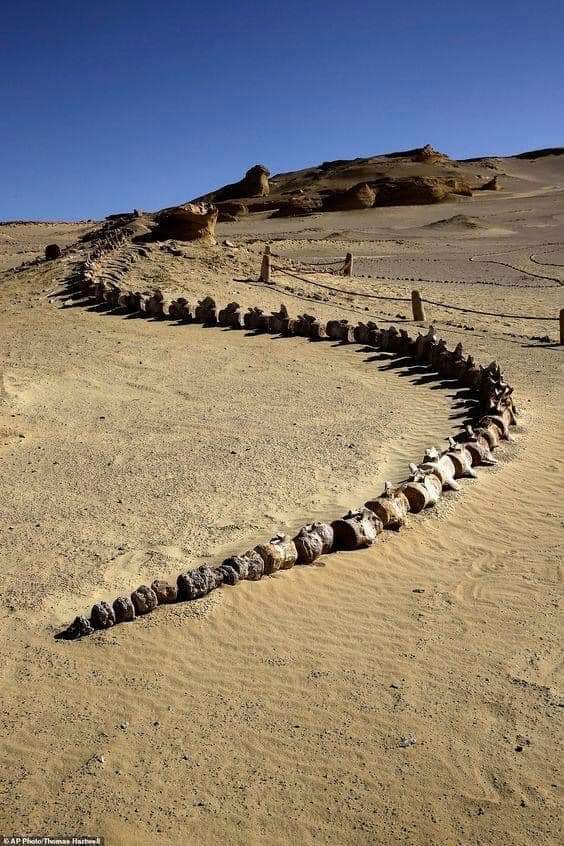 historydefined's tweet photo. Fossil of 37 million years old Whale Skeleton (65ft+ long) found in Wadi Al Hitan, Egyptian desert. https://t.co/UF4RfSlWYG