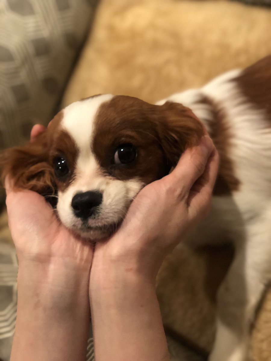 Three years ago right after AECT conference I drove 13 hours from IN to GA to adopt Popo (the Maltipoo). I was on the road the past 36 hours on the road from VA to OH to adopt this little girl (Charles Spaniel)! Welcome to the family! Any thoughts on the name everyone?