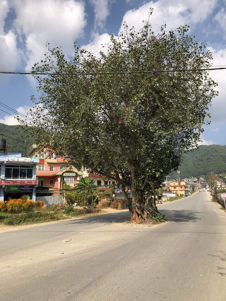 sibustha's tweet photo. "रुख रोपौ वन जोगाऔ,रुखले दिन्छ सुख"🌳
तस्विर: सुन्दरीजल,वि.पि चोक @bishodip #ktm3 #santoshchalise https://t.co/A1jnJMCbYp