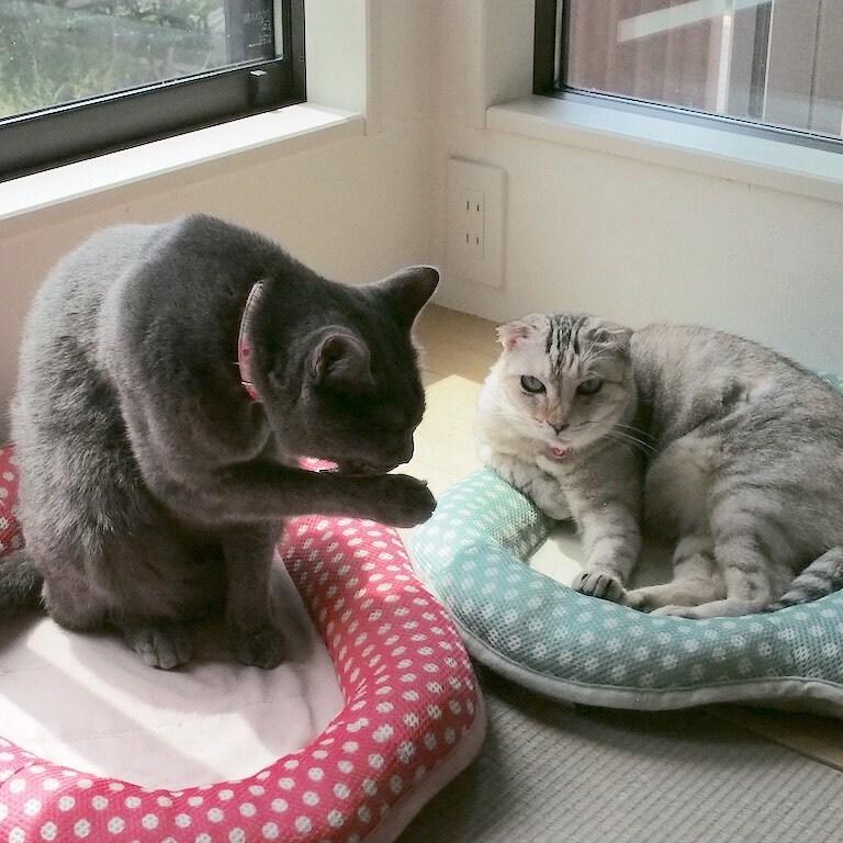くつろぎ猫カフェnorara のらら 岐阜にある猫カフェ 子猫のへや