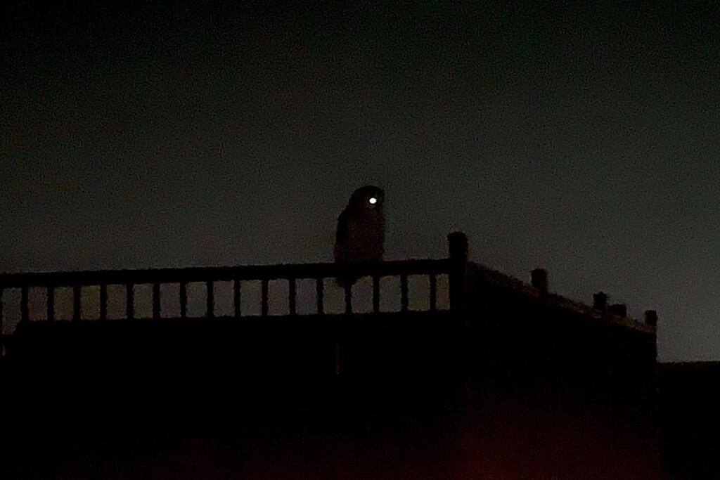 So cool! A barred owl on the hunt in East Somerville. instagr.am/p/ClIZSnYMZKD/