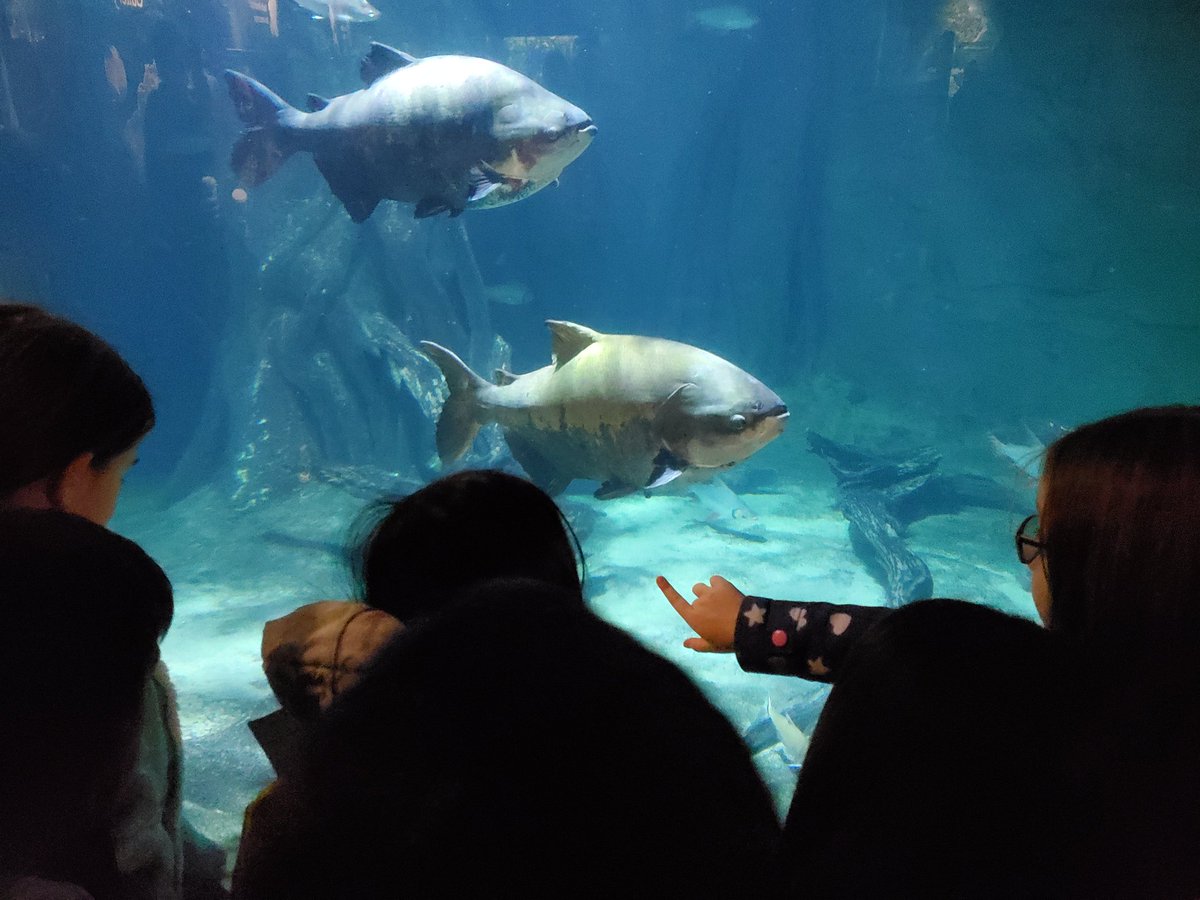 Field Trip to Vancouver Aquarium
@vancouveraqua 
@LKCougars 
@newwestschools 
#handsonlearning