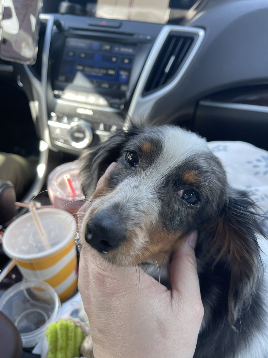 Phenny128's tweet photo. Meet Franklin!!! https://t.co/MXvsGLEsh5