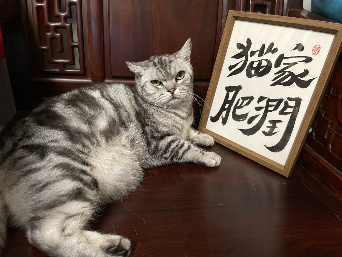 FJUN_66's tweet photo. 你们觉得我家猫可爱吗？ https://t.co/Umj4LdOAOC