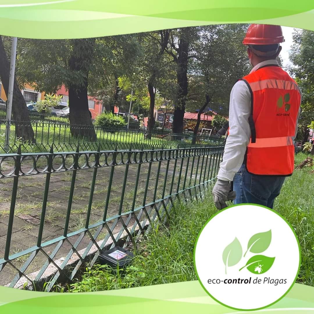 _TristramShandy's tweet image. Servicio especializado para control de roedores en interiores y exteriores.

Llama o envía un WhatsApp al número: 222 705 0954.
#EcoControl #EcoControlDePlagas