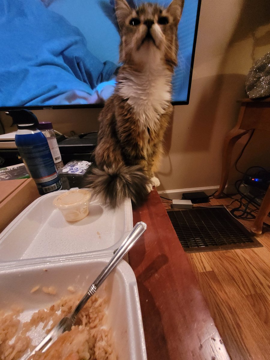 lynnslagle42's tweet photo. Mom no share ๐พ๐พ
Sorry Harriet, you can't have garlic!
Mom.....mom.....mom.....give me foods
No.....harriet.....no
๐พ๐พ๐พ๐พ๐พ๐พ๐พ
#edgarsfamily #poofypoofygirl #nogarlicfoodsforyou #wontshare #mombeingmean #ishallstarvenow #sendhalps https://t.co/ll44cZ9ryF